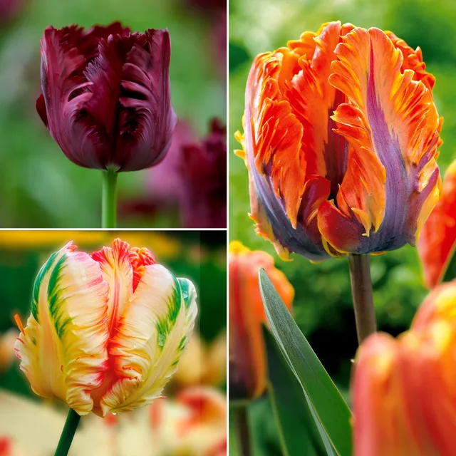 Bakker Tulipes perroquet bulbes fleurs sachet 24 bulbes mélange