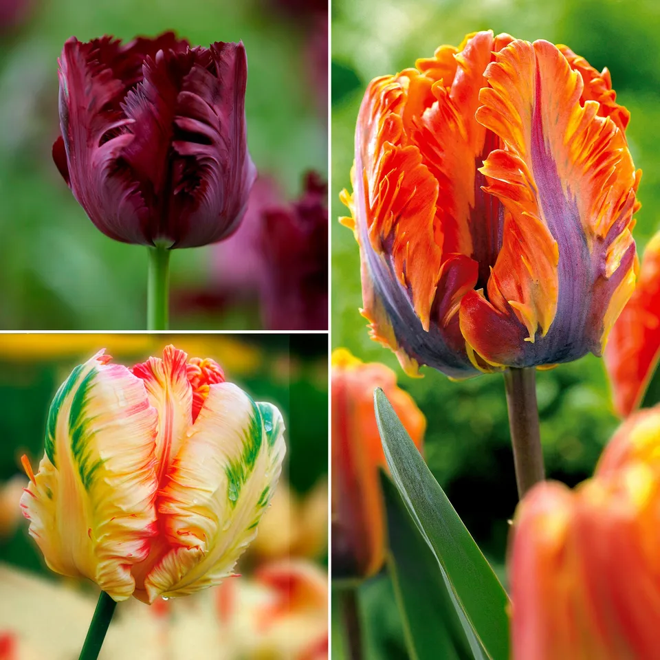 Bakker Tulipes perroquet bulbes fleurs sachet 24 bulbes mélange