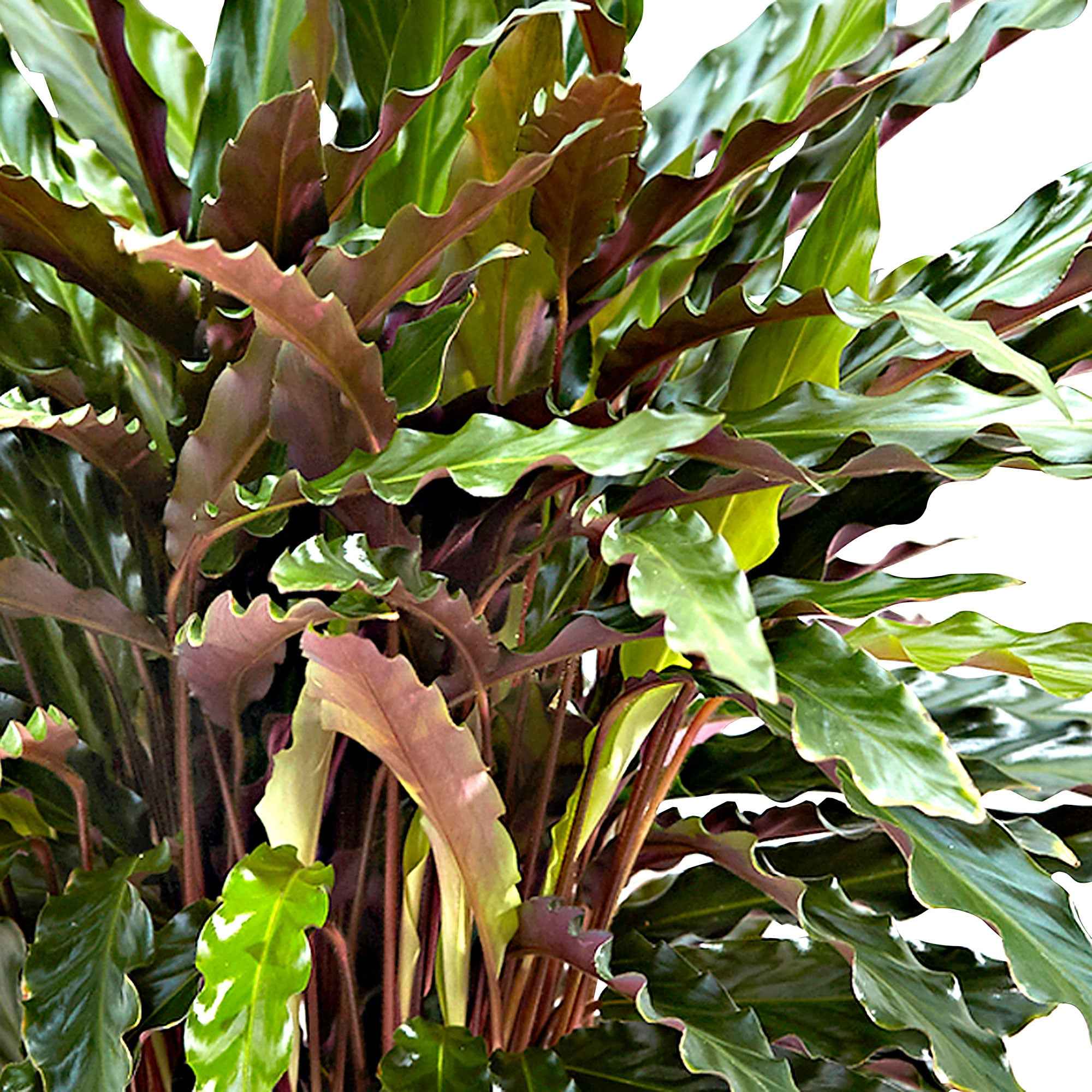 Bakker Elger Grass calathea plante verte pot 17cm