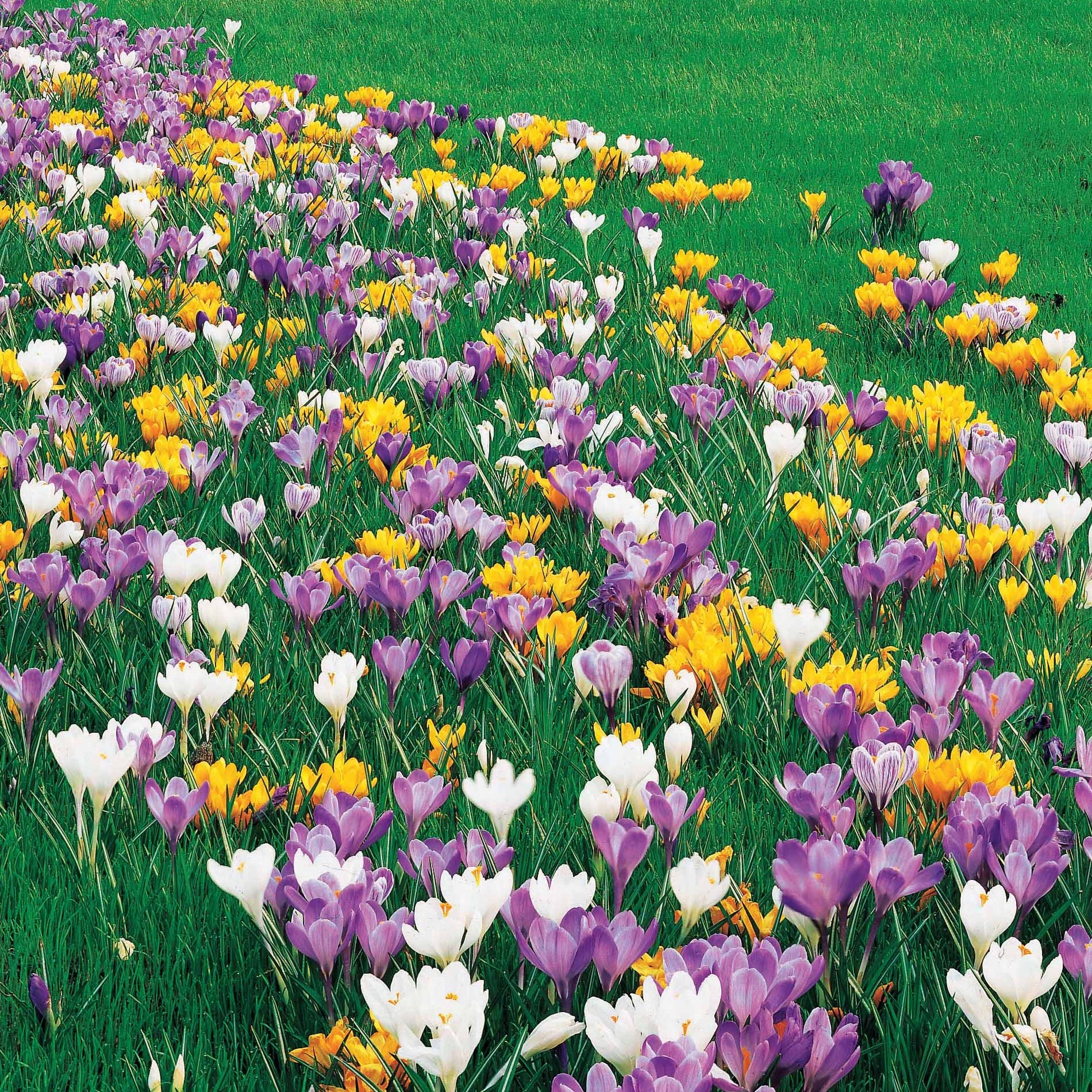 Bakker Mammouth crocus en mélange sachet 25 bulbes mars