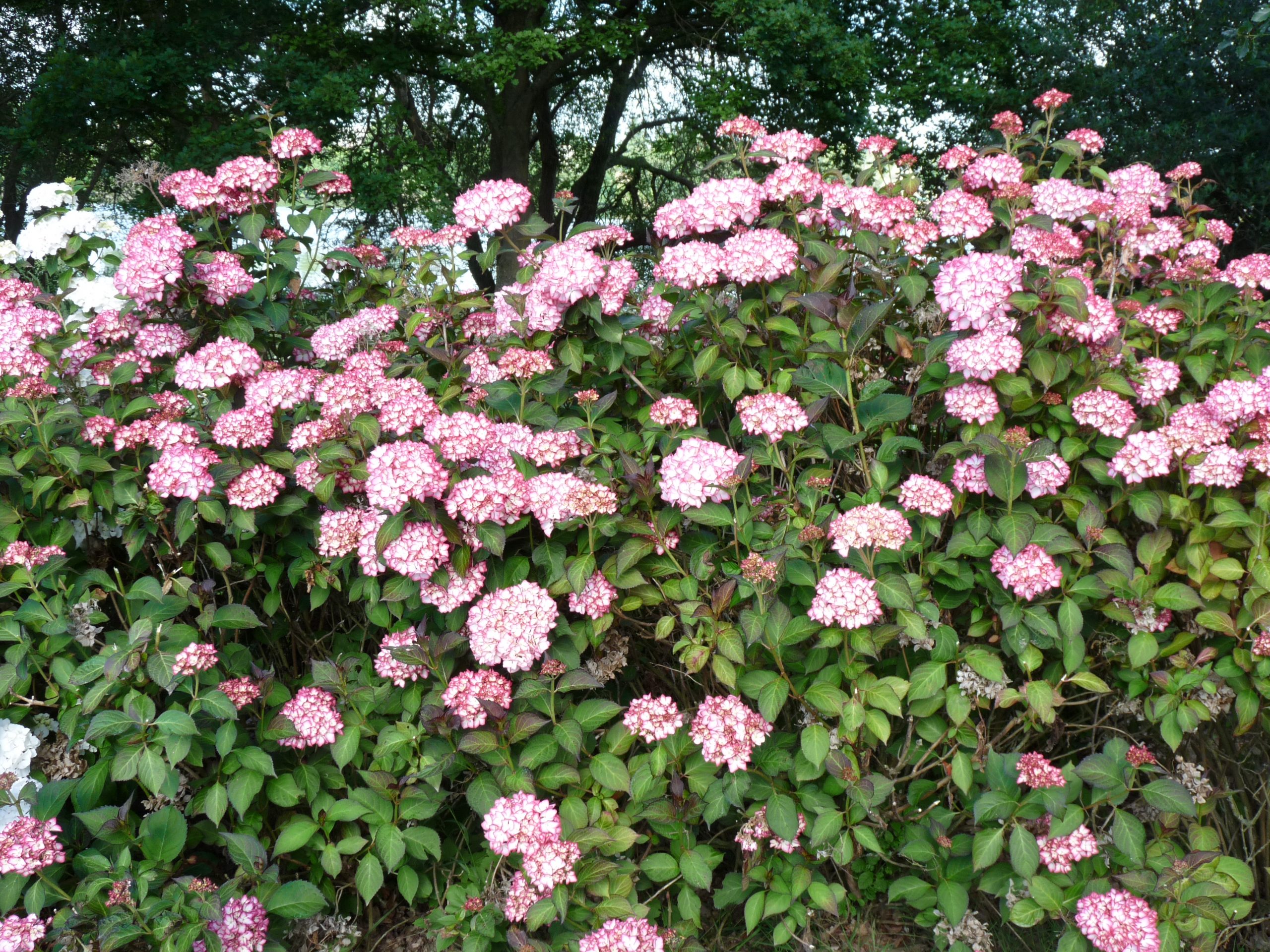 Les Hortensias du Haut Bois Dolce France Hortensia Godet