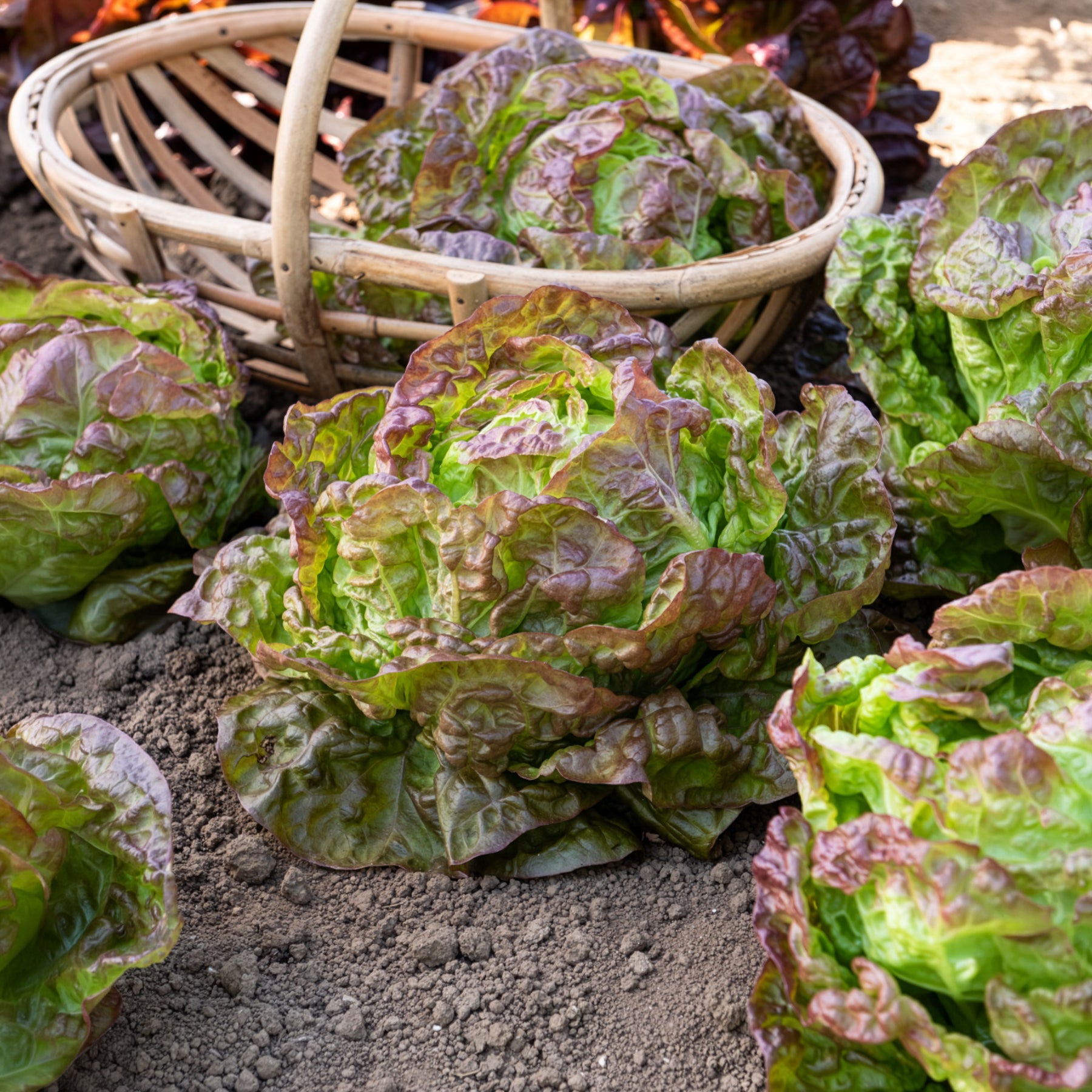 Bakker Potager Laitue Merveille des quatre saisons graine sachet 3g rustique