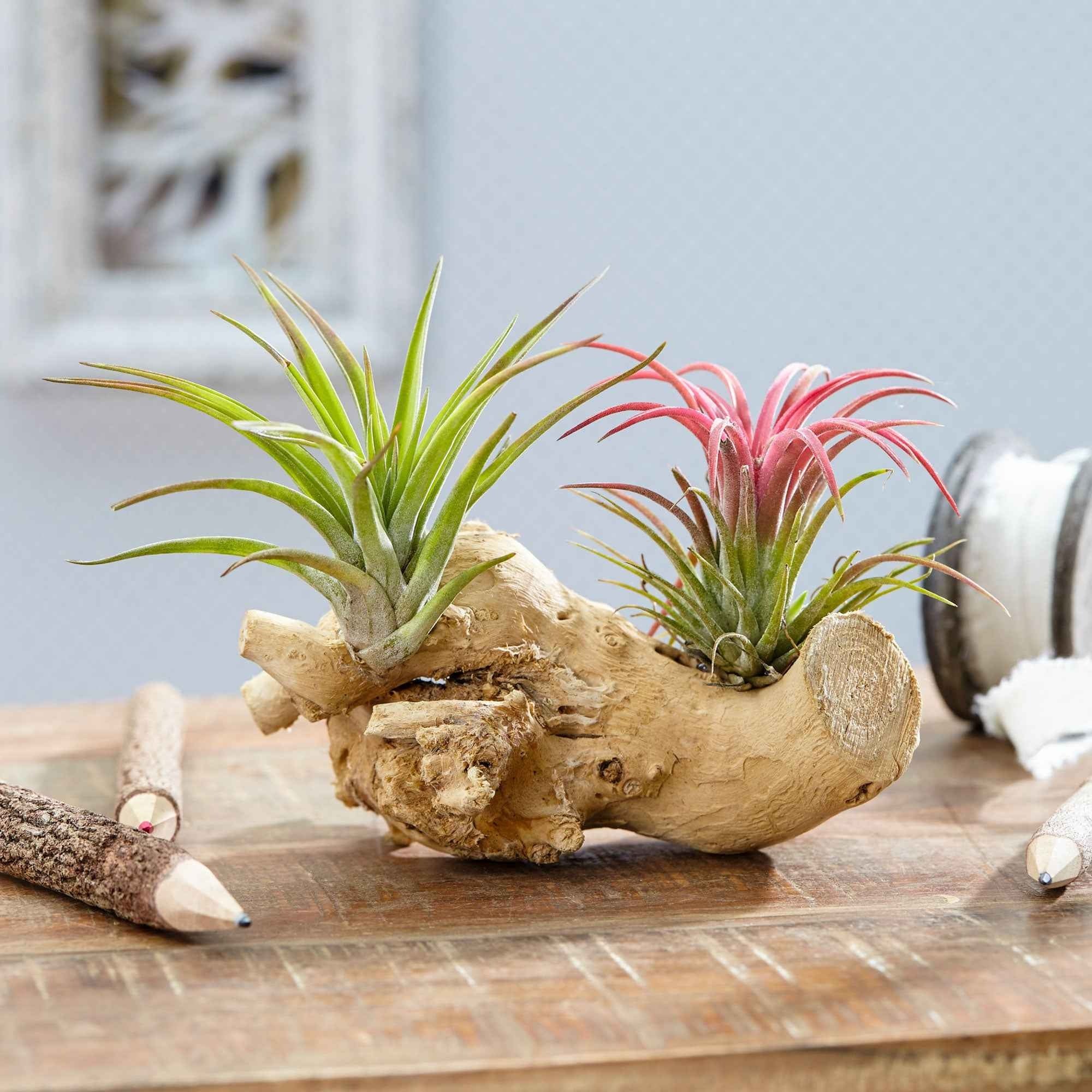 Bakker Tillandsias plante aérienne kit sur bois vert