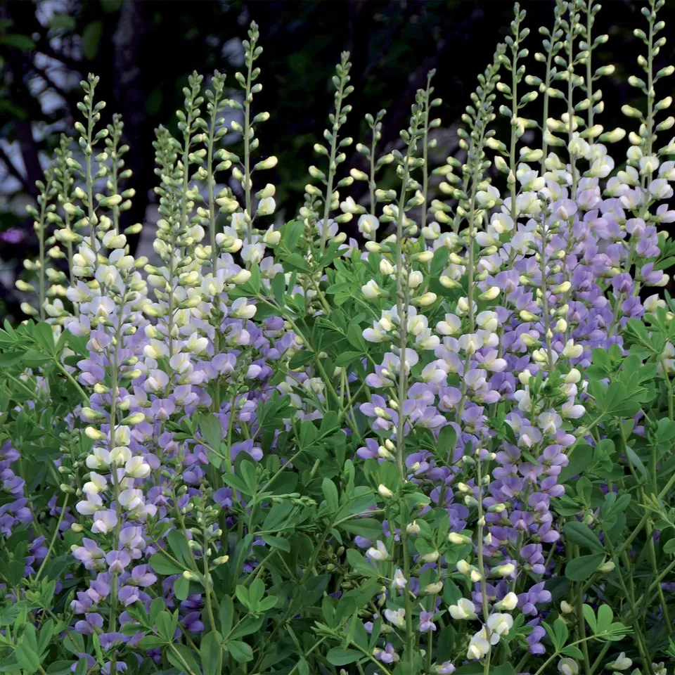 Bakker Lupin indigo Eclipse de lune vivace pot 9cm violet
