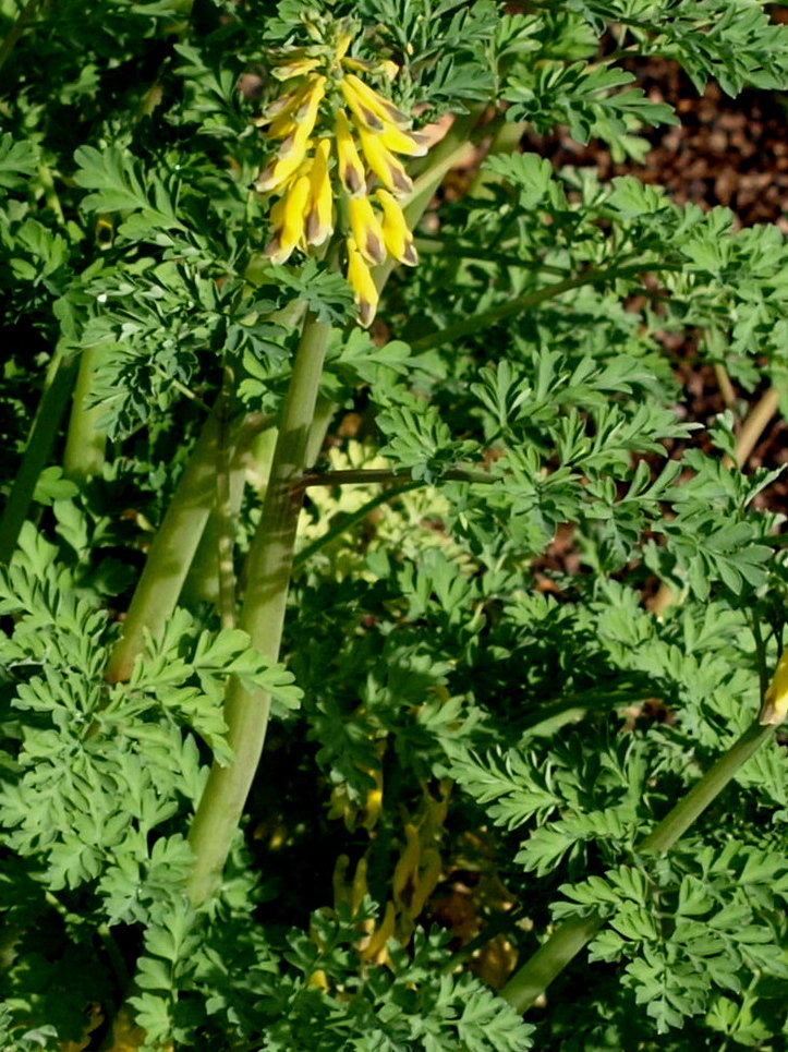 Passion Vivaces Corydalis plante vivace godet ombre