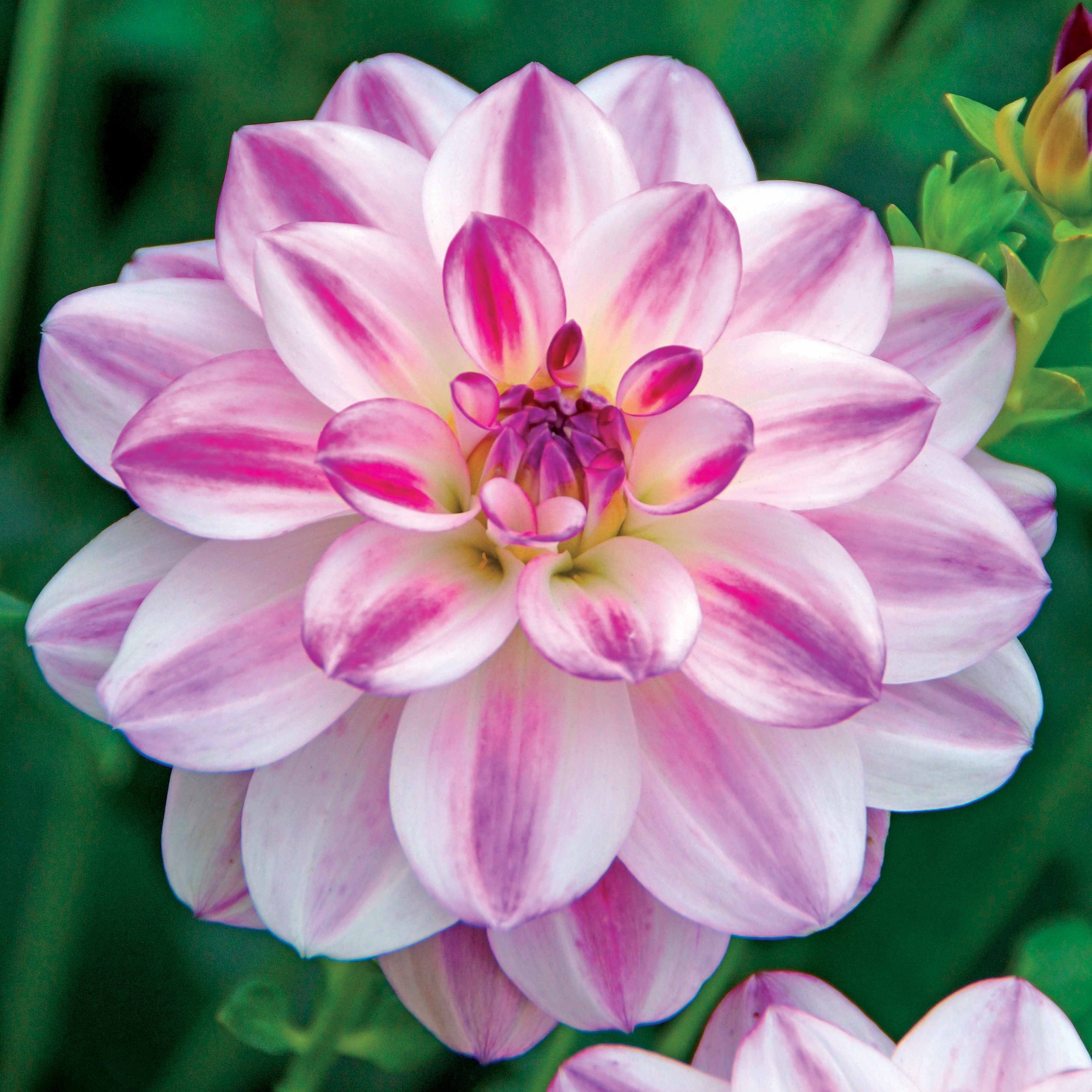 Bakker Dahlia Saint Martin rose 3 bulbes calibre II