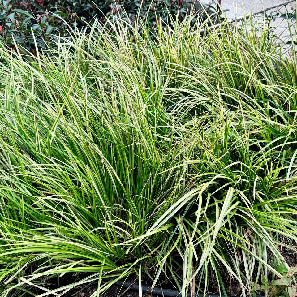 Bakker Laîche Oshima Greenwell graminée pot 9 cm panaché
