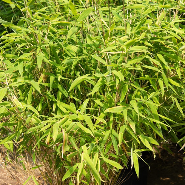 Bakker Fargesia rufa bambou non-traçant pot 2L 40-50cm