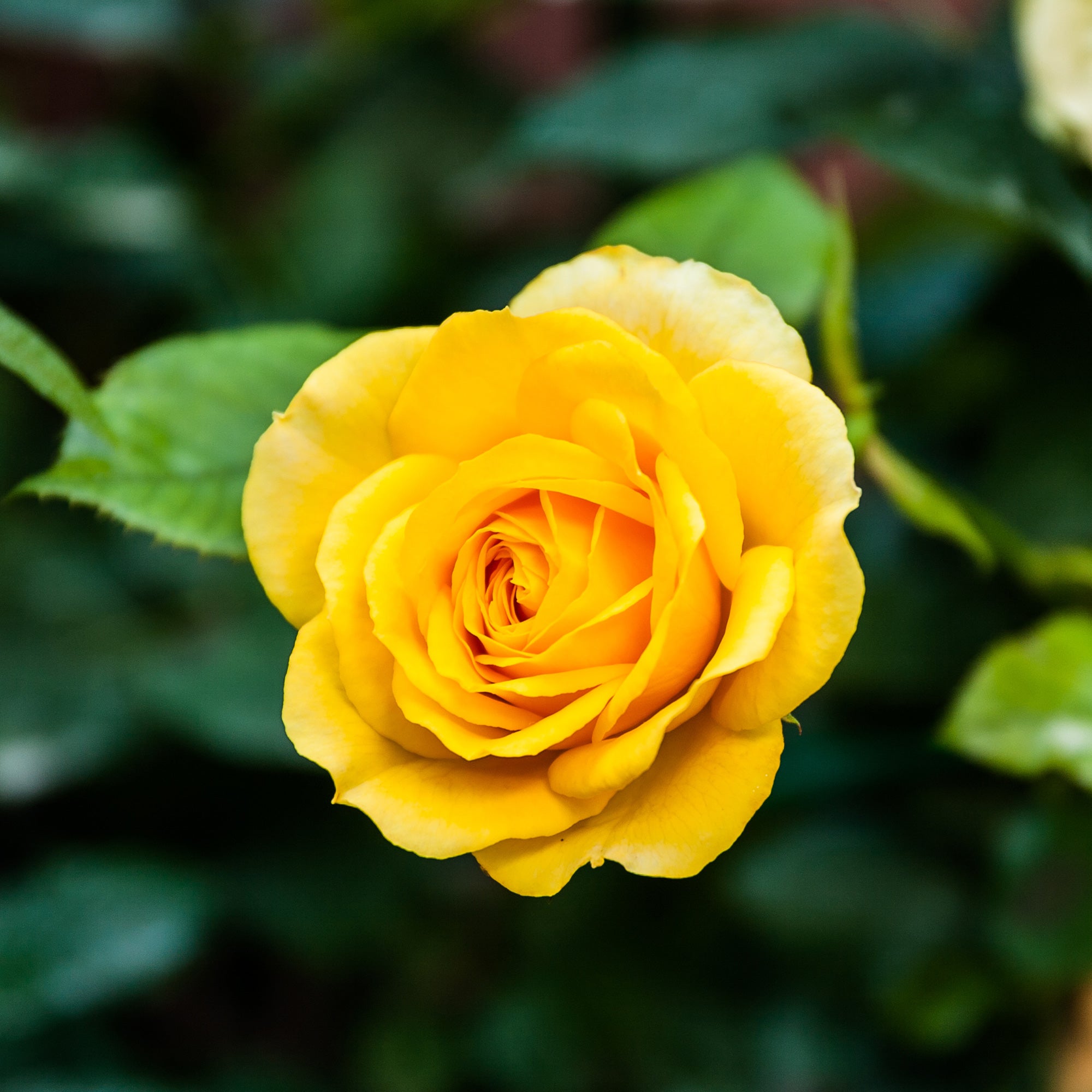 Bakker Rosier Hadangel buisson jaune racine nue