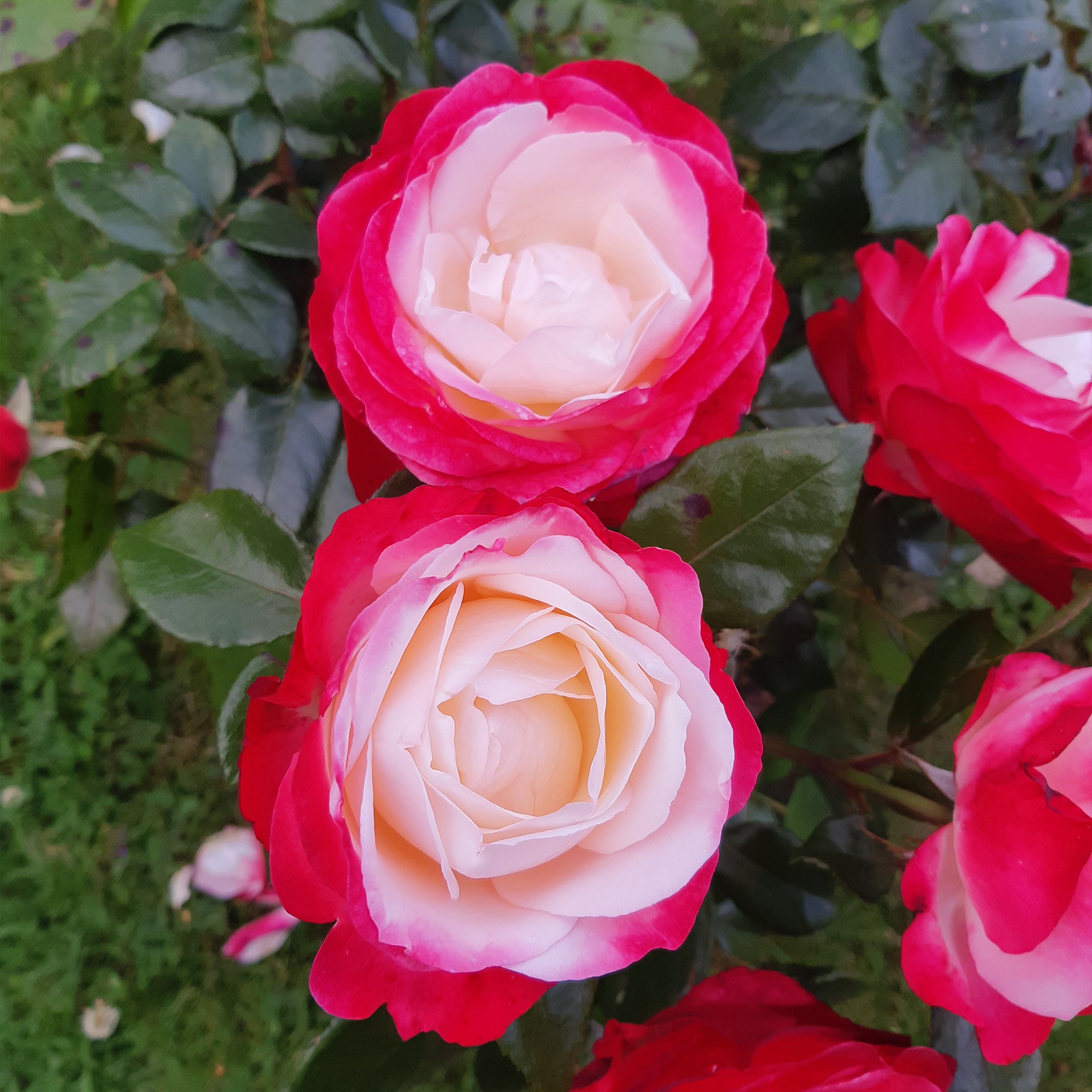 Bakker Rosier Nostalgie rosier buisson racine nue bicolore
