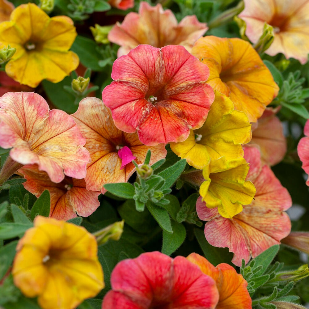Bakker Pétunias Cascadias Indian Summer retombant 3 pots Ø 10.5cm