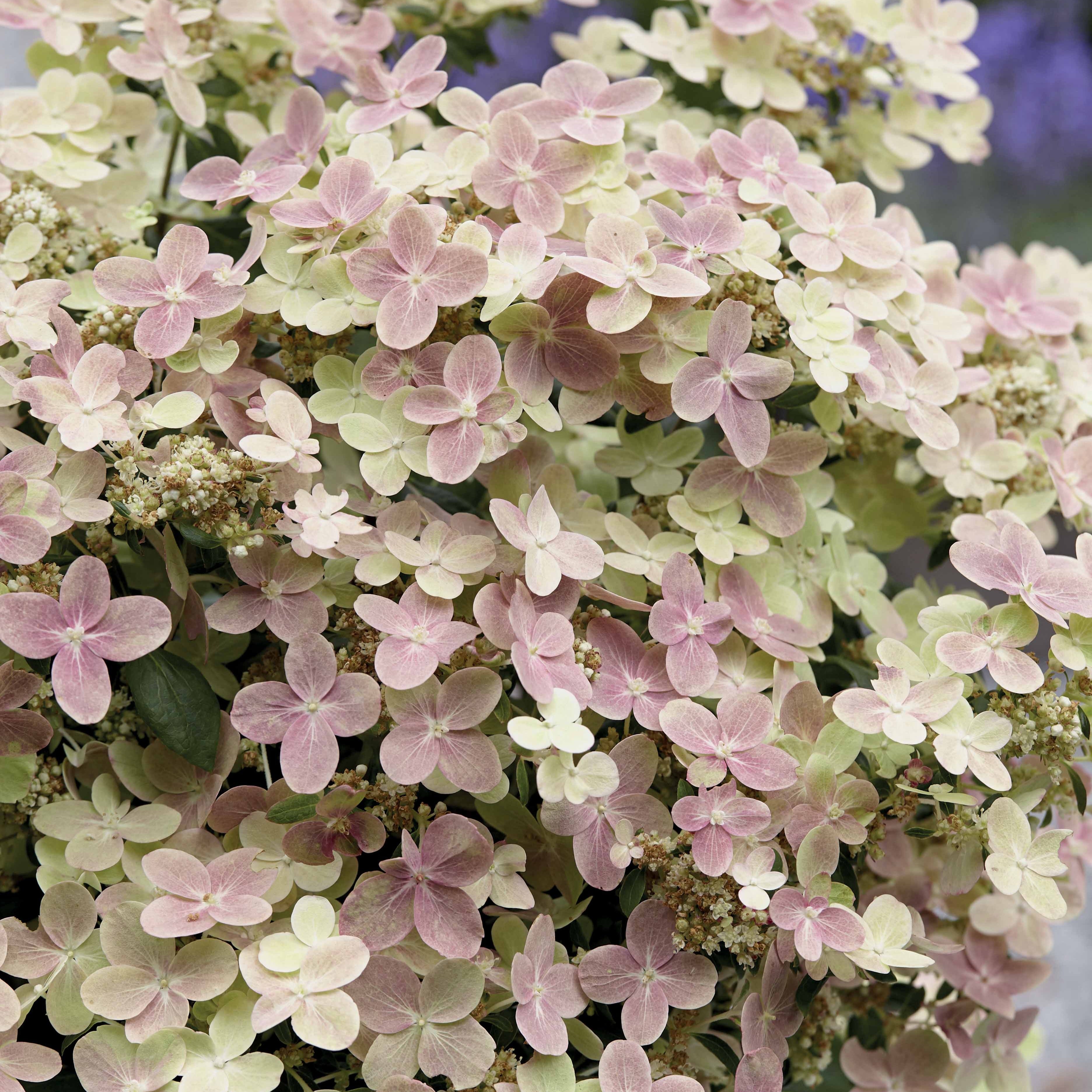 Bakker Polestar hortensia paniculé pot 1.3L blanc rose