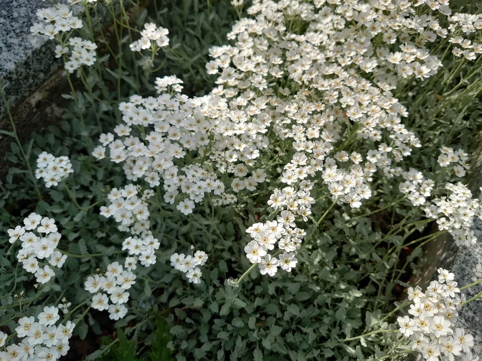 Passion Vivaces Achillea Umbellata plante vivace blanche
