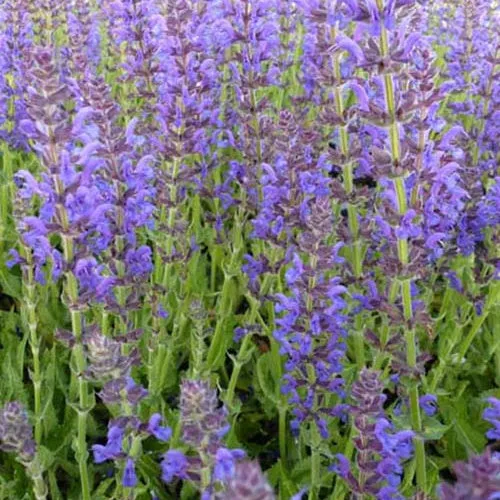 Bakker Plantes vivaces Sauge Rügen vivace pot bleu violet