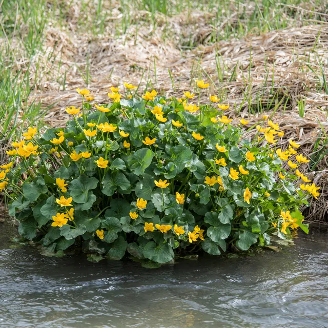 Bakker Plantes de bassin Populage des marais souci d’eau pot jaune