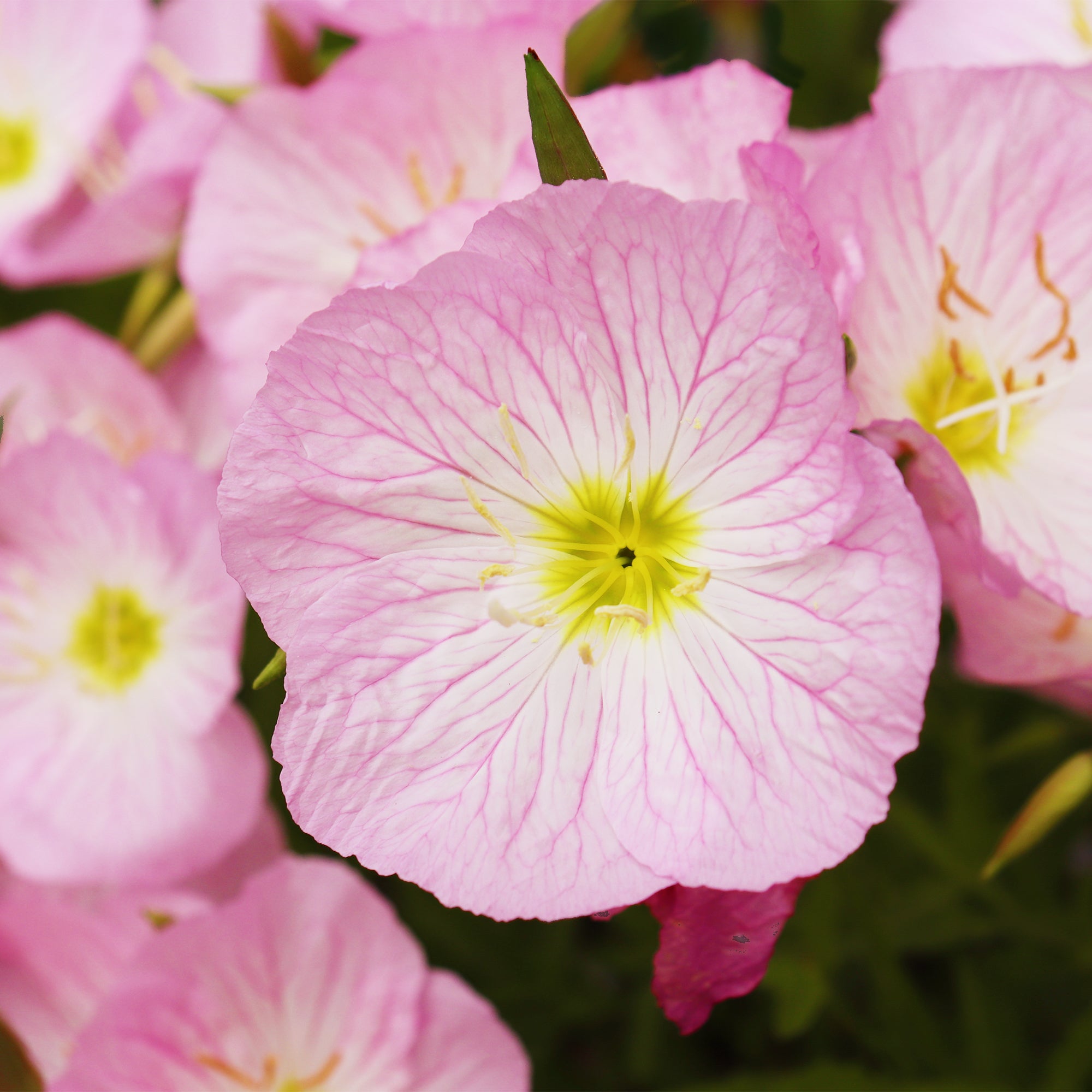 Bakker Vivaces 2 Œnothères Siskiyou Pink pots 9cm roses