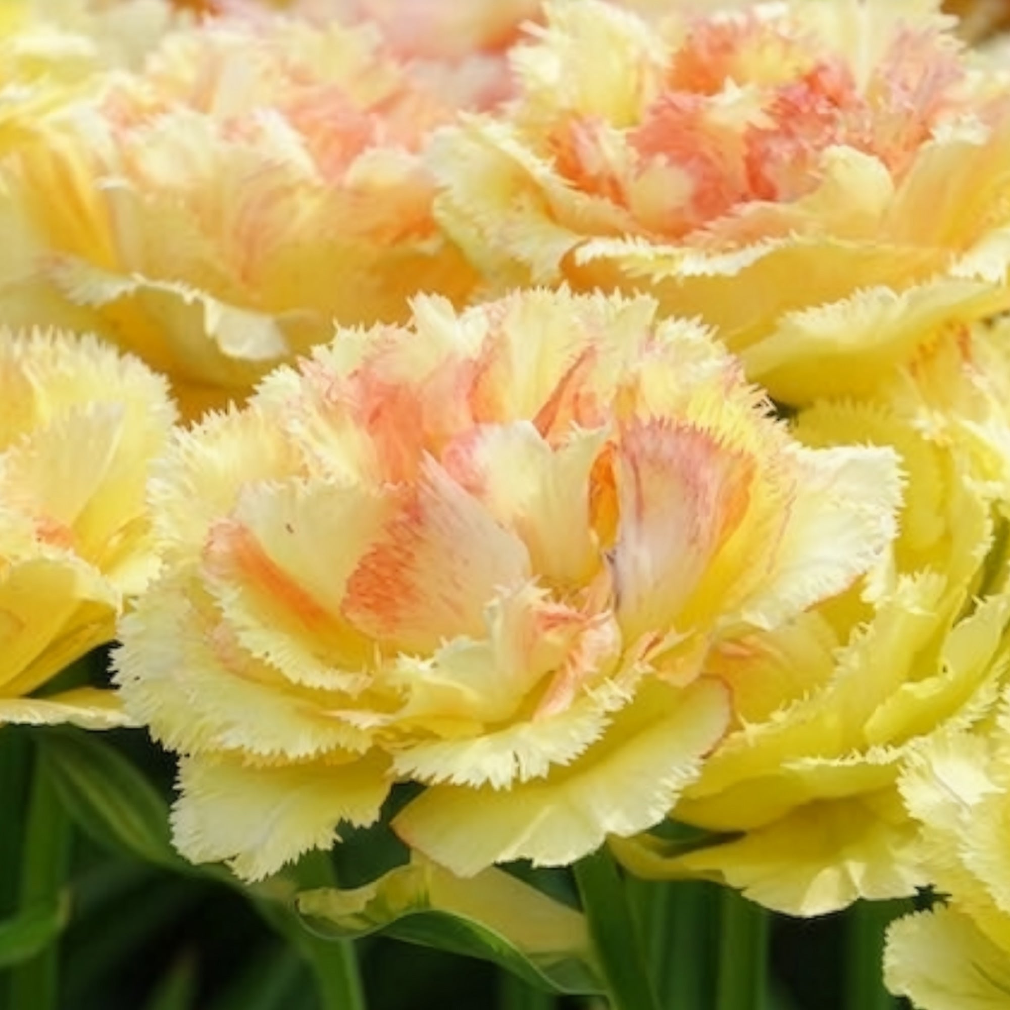 Bakker Bulbes Tulipe Vaya con Dios double jaune sachet 5