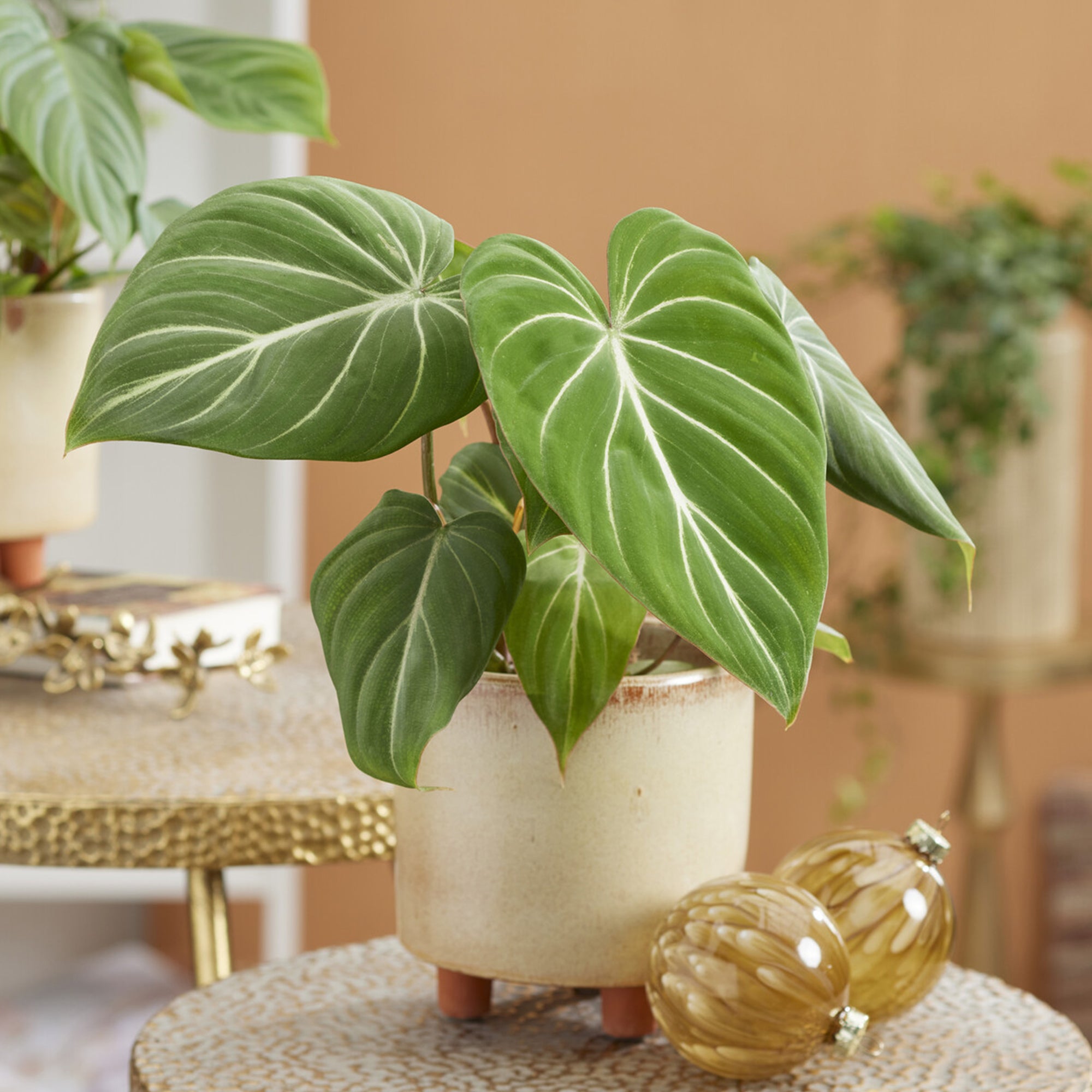 Bakker Philodendron Gloriosum plante verte pot 15cm velours