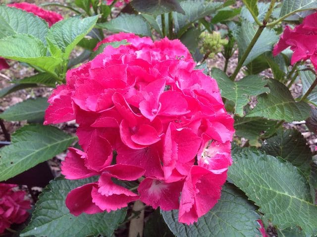Les Hortensias du Haut Bois Rome hortensia boule fleurs rondes