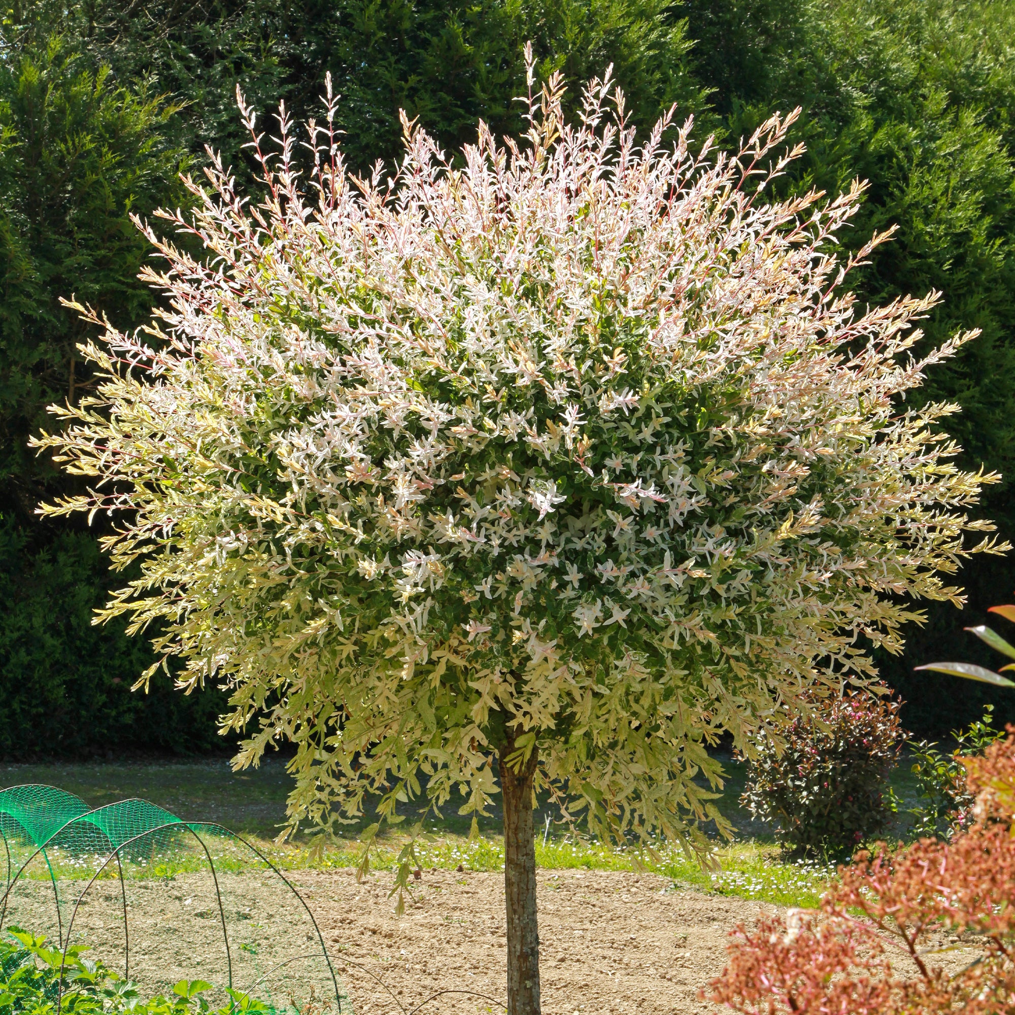 Bakker Hakuro Nishiki saule crevette tige 60cm pot 3L