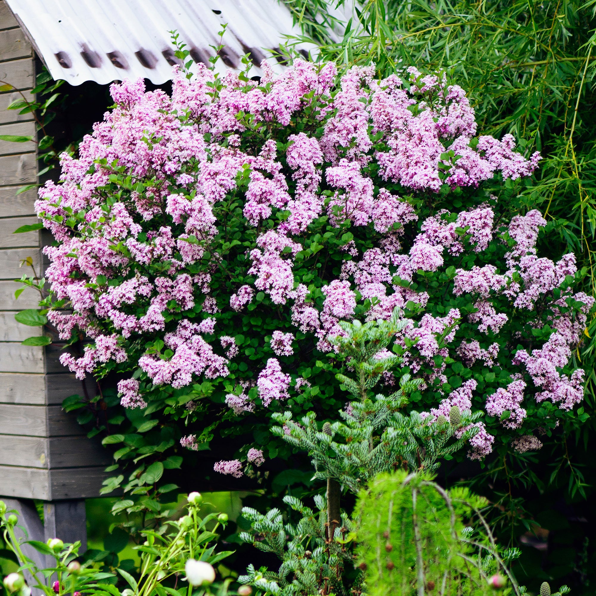 Bakker Lilas nain Palibin arbuste tige 60cm pot 3L rose parfumé