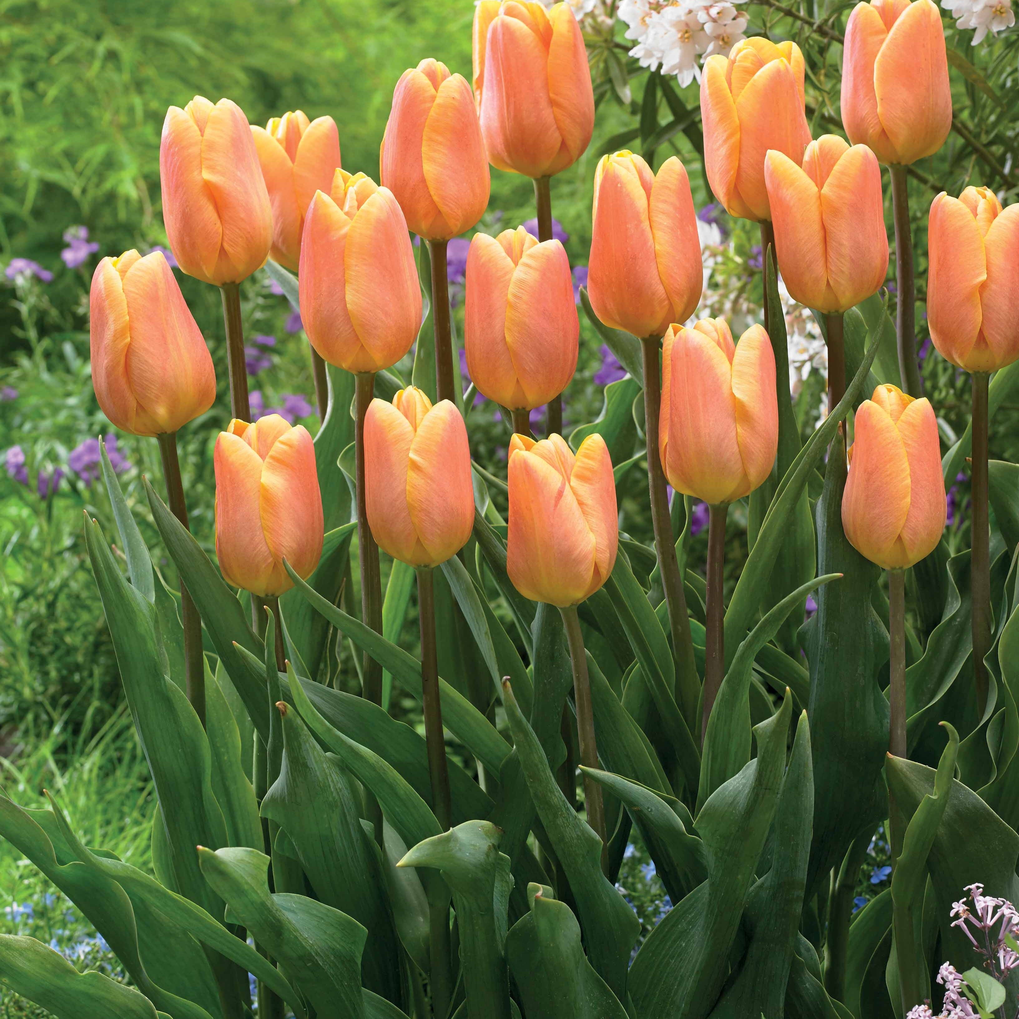 Bakker Tulipes triomphe Bellville Blue Beauty 20 bulbes
