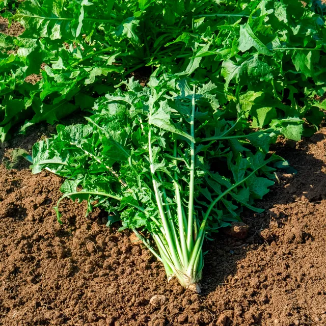 Bakker Chicorée Barbe de Capucin graines sachet 8g salade hiver