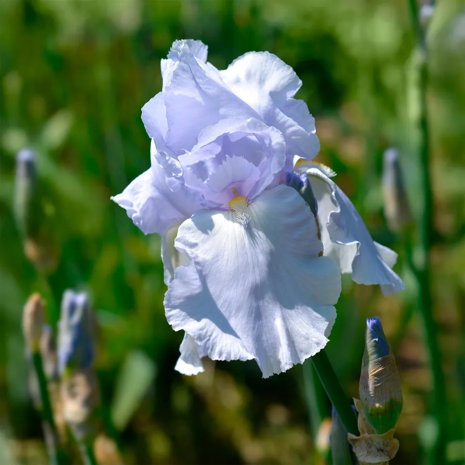 Bakker Plantes vivaces Iris Blue Sapphire pot 8cm bleu parfumé