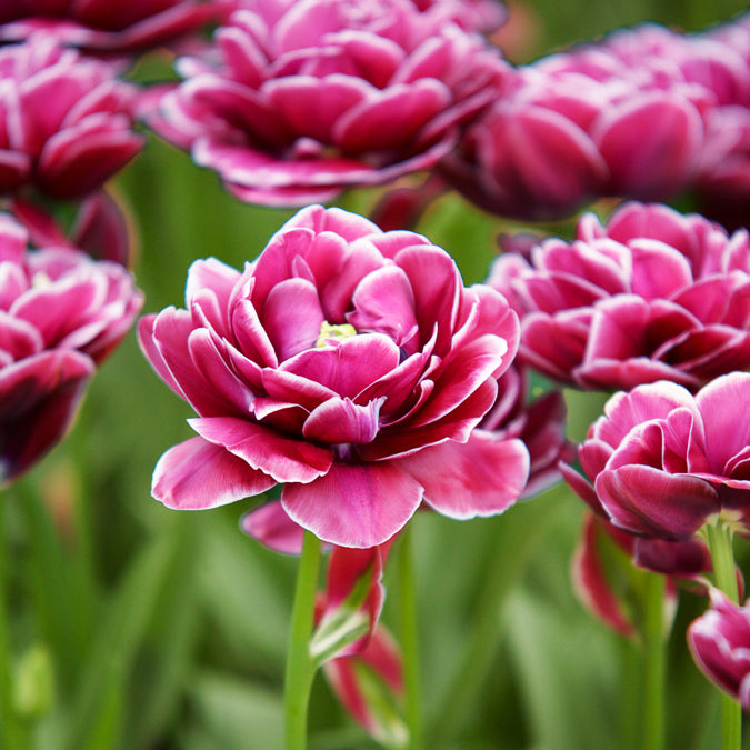 Bakker Tulipe Dream Touch bulbes sachet 7 roses pivoine