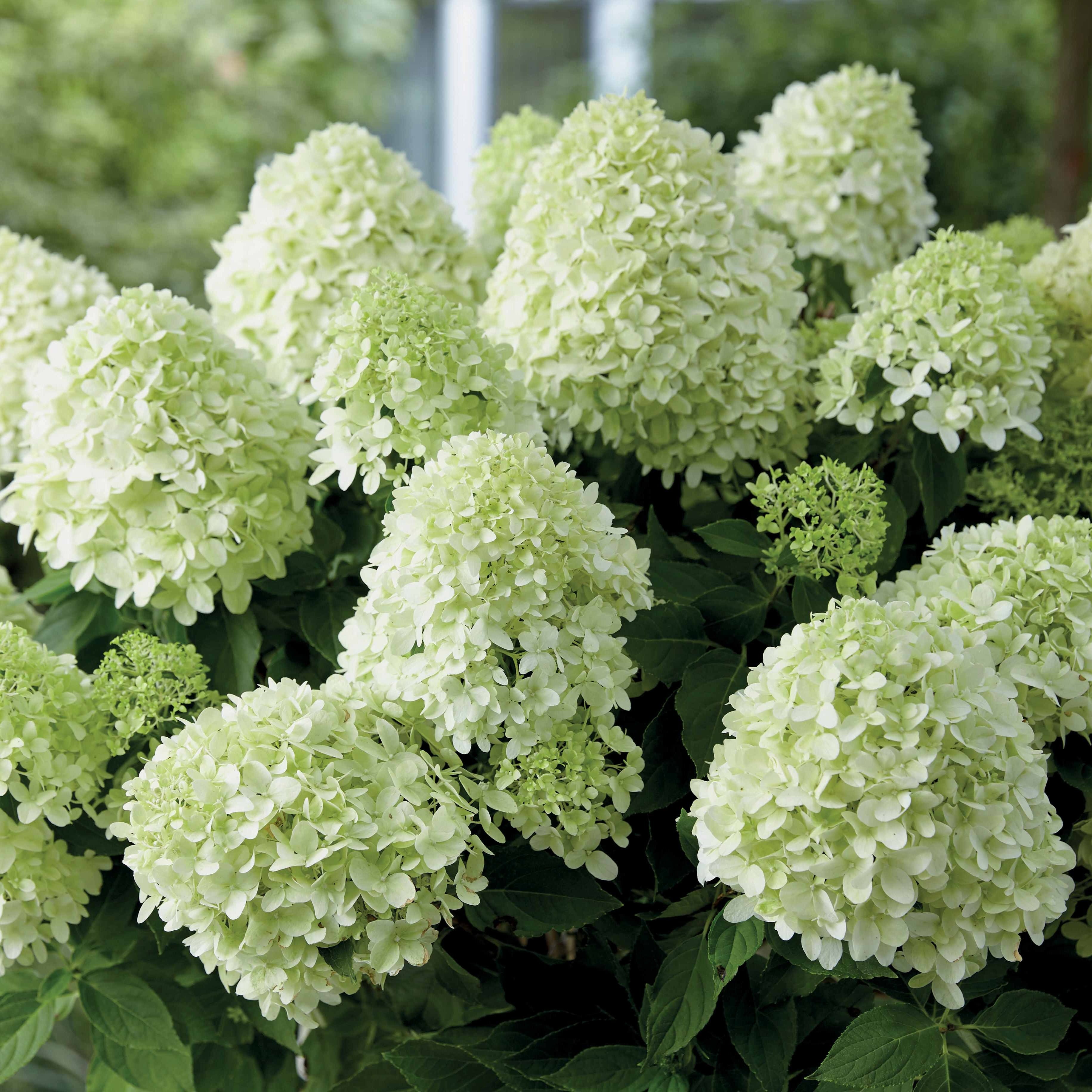Bakker Little Spooky hortensia paniculé pot Ø12 cm blanc nain