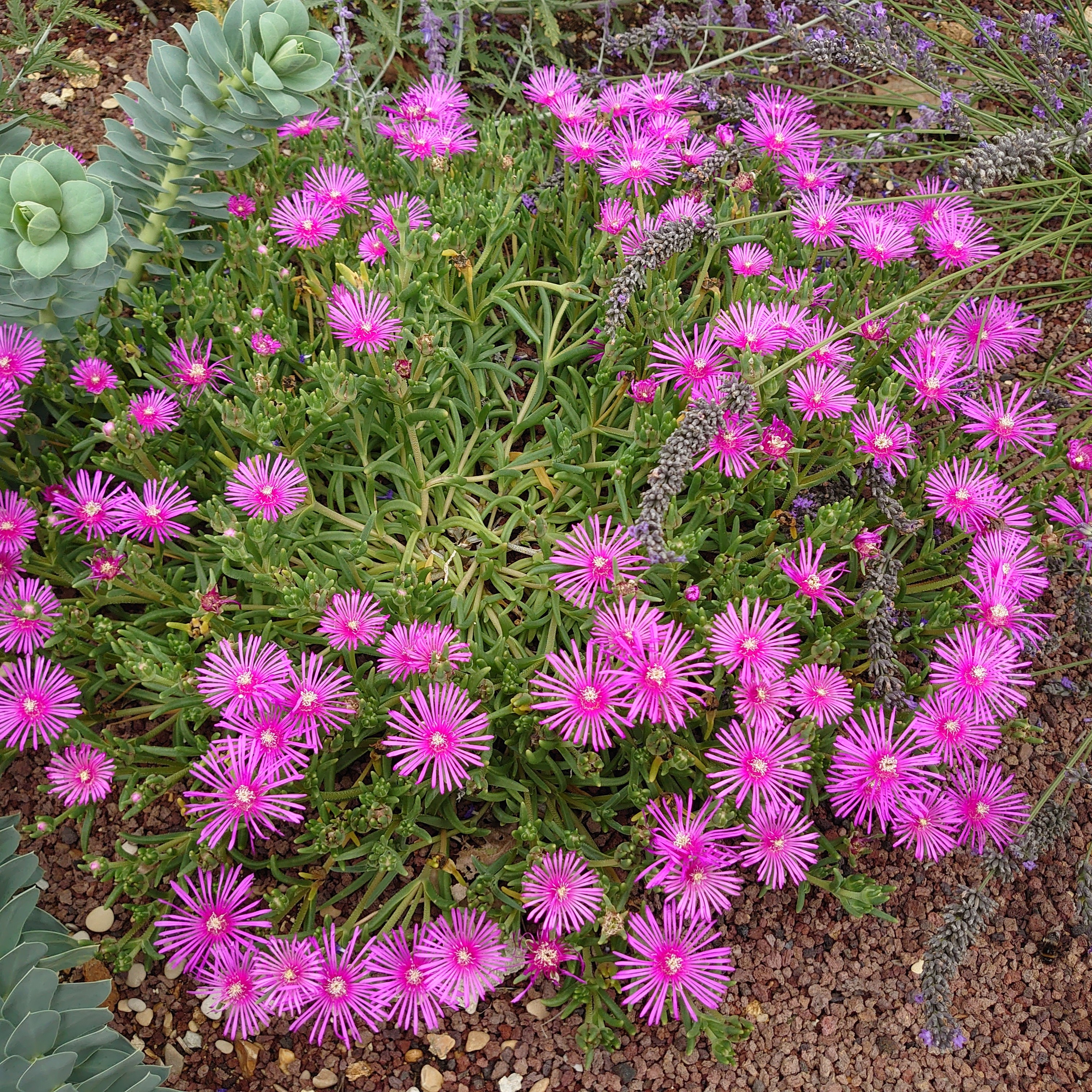 Passion Vivaces Delosperma pourpier vivace godet couvre-sol soleil