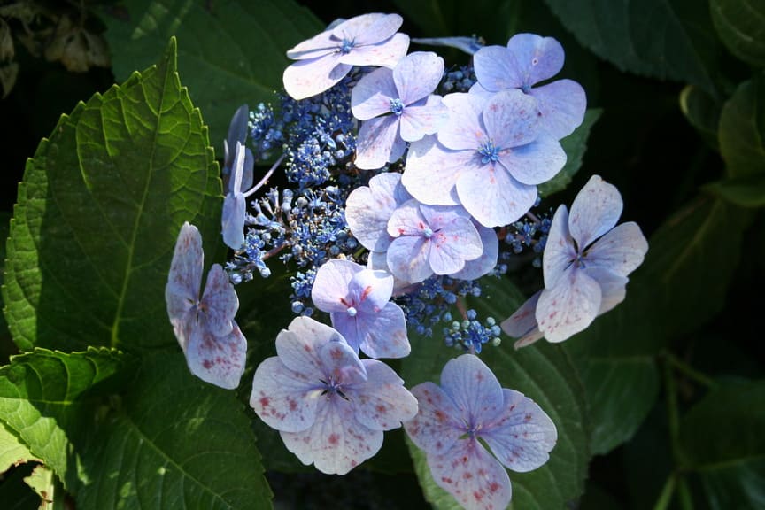 Les Hortensias du Haut Bois Hortulanus Witte hortensia blanc fleurs plates