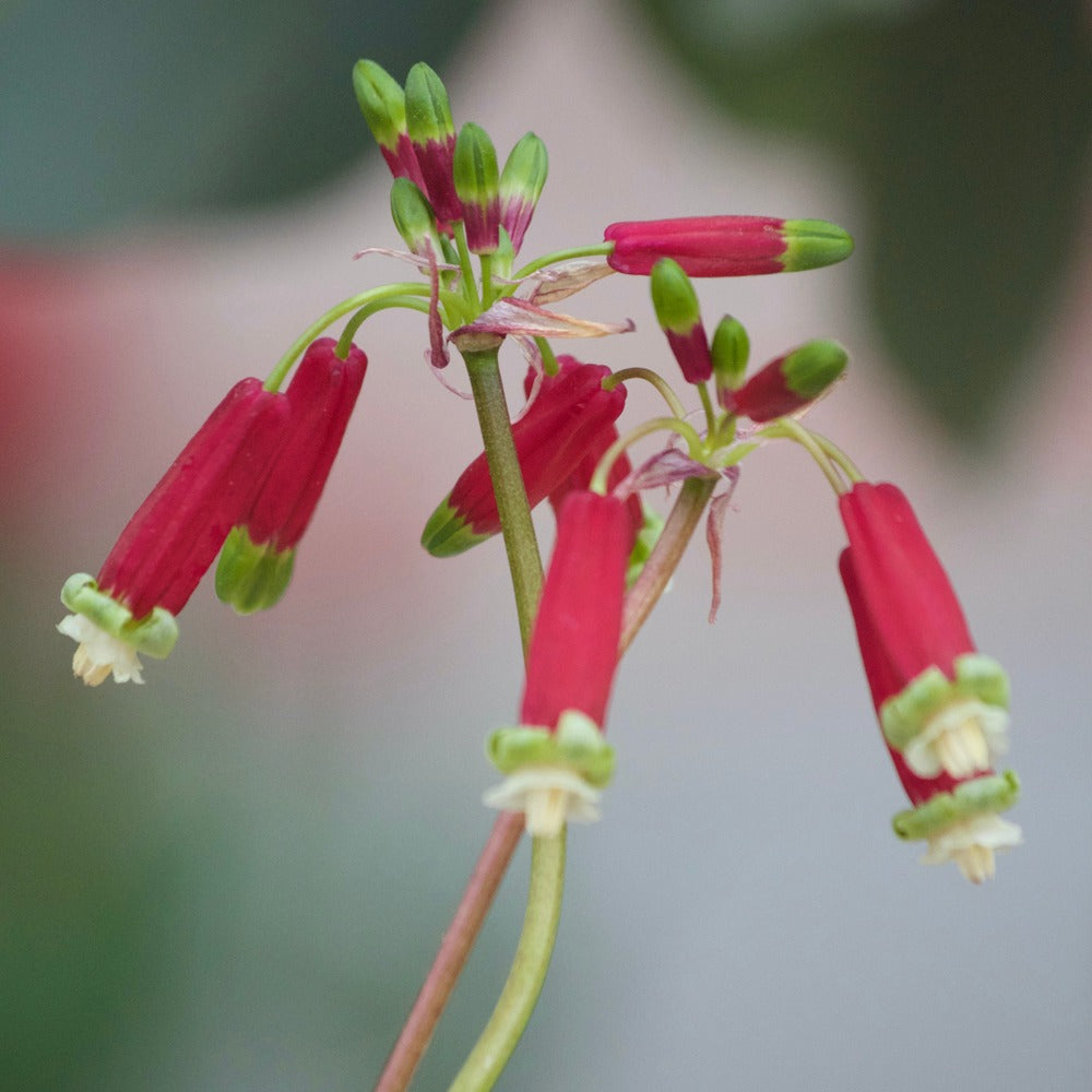 Bakker Clochettes sanguines bulbes 10 bulbes fleurs rouges