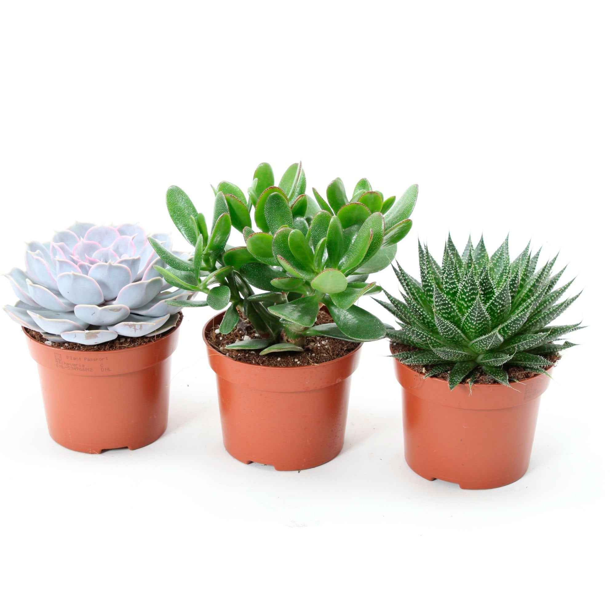 Bakker Collection 3 succulentes pot 12cm Aloé Echeveria
