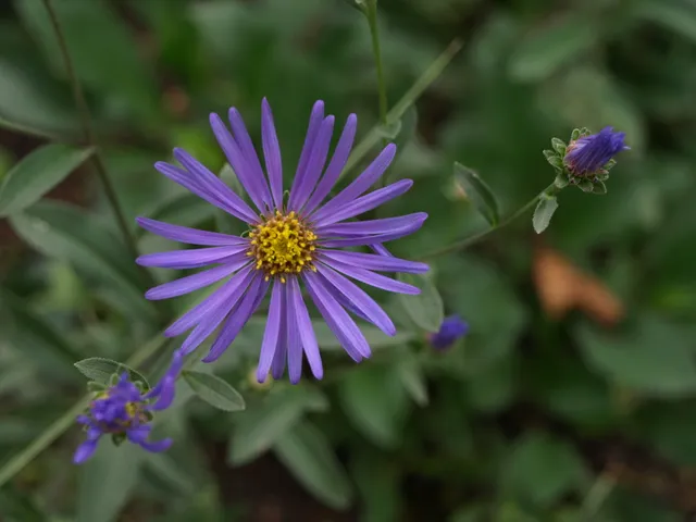 Passion Vivaces Aster amellus Madame Riche plante godet bleue