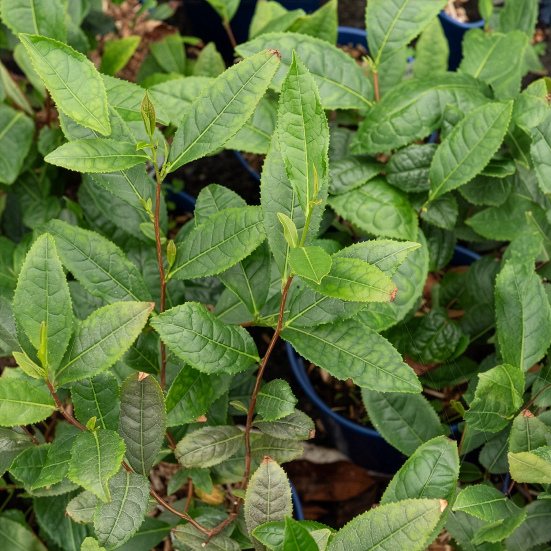 Bakker Théier Camellia sinensis pot Ø 10,5cm 20-30cm persistant