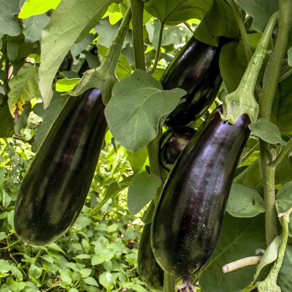 Bakker Aubergine Baluroi F1 plant 3x Ø10,5cm violet