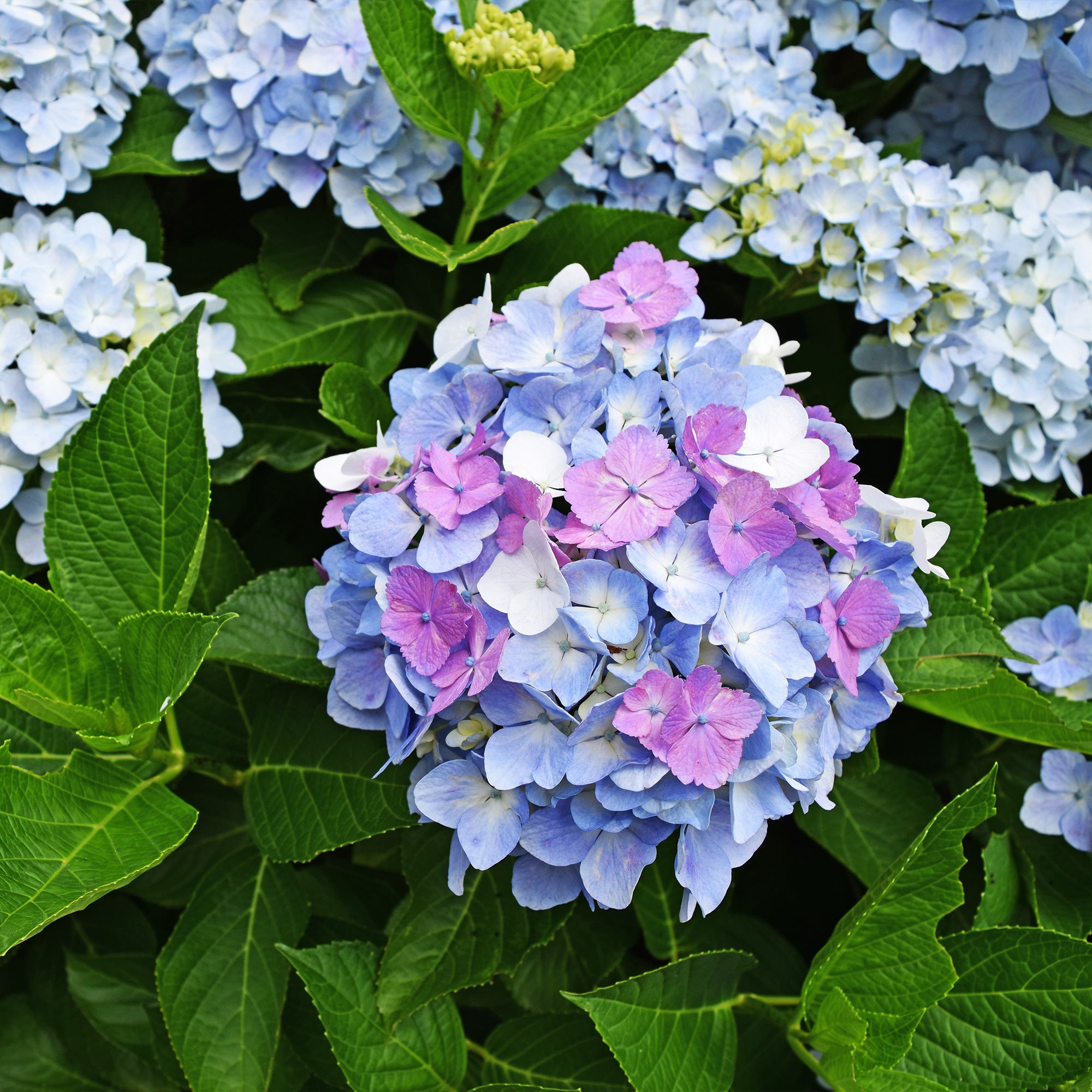Bakker Hortensia tricolore Hydrangea pot 1,5L rose bleu blanc