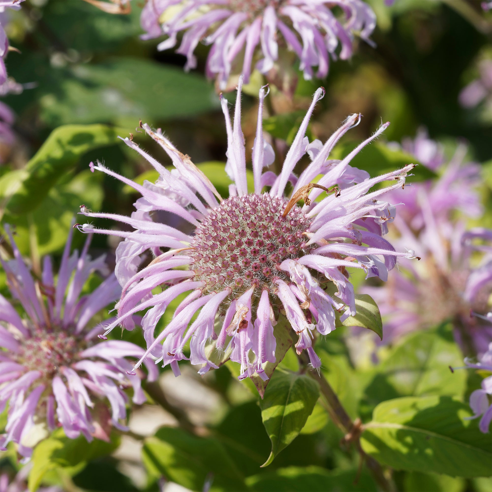 Bakker Monarde bradburiana Bergamote vivace violette pot 9cm