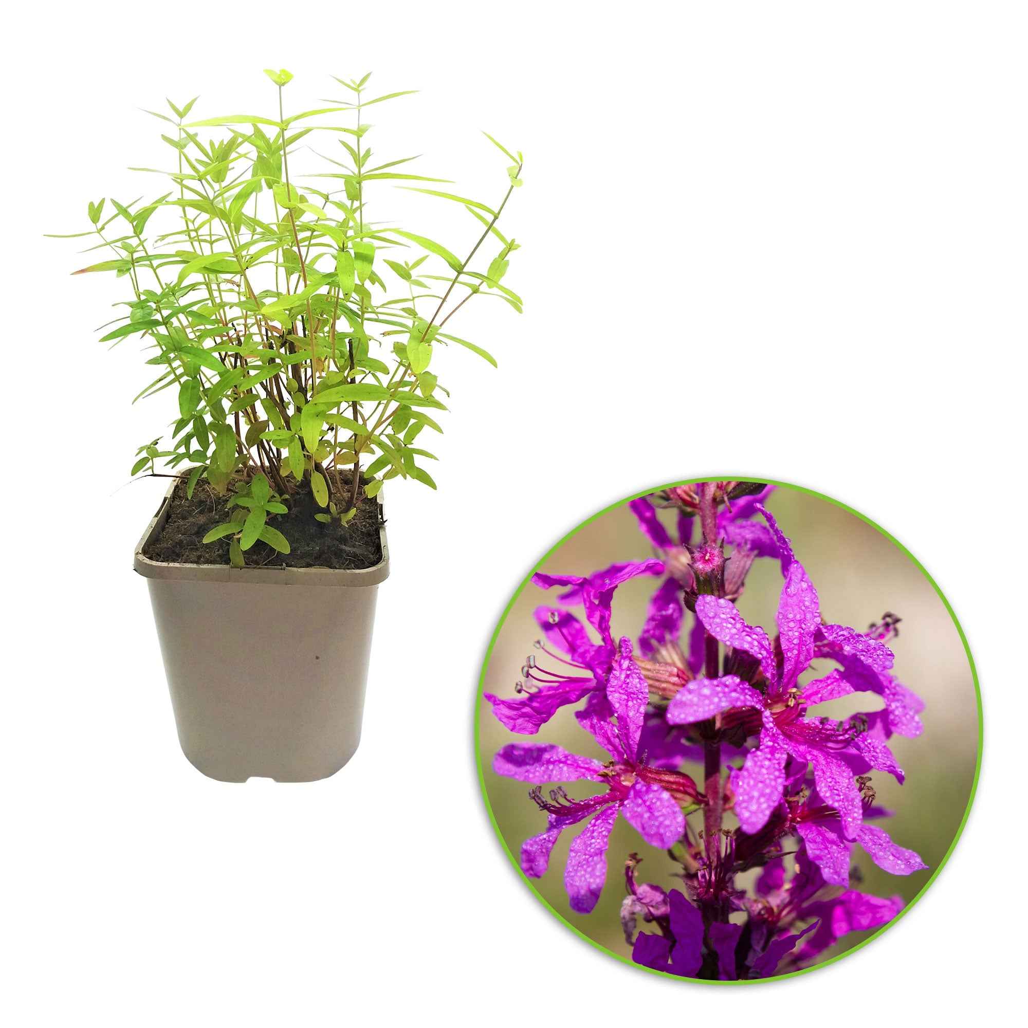 Bakker Salicaire Anceps vivace violette pot Ø 9cm
