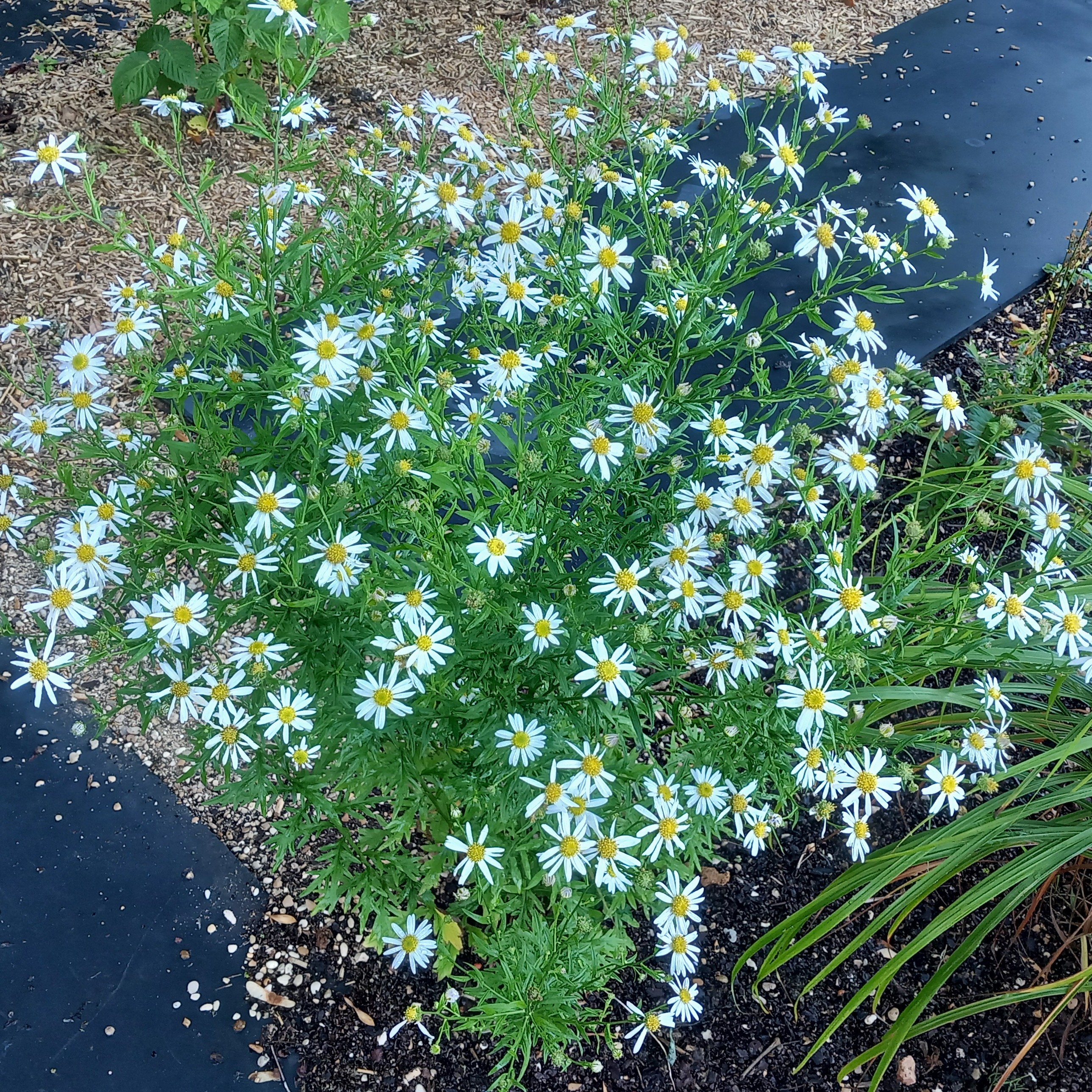 Passion Vivaces Kalimeris Mon Jardin aster blanc pot papillon