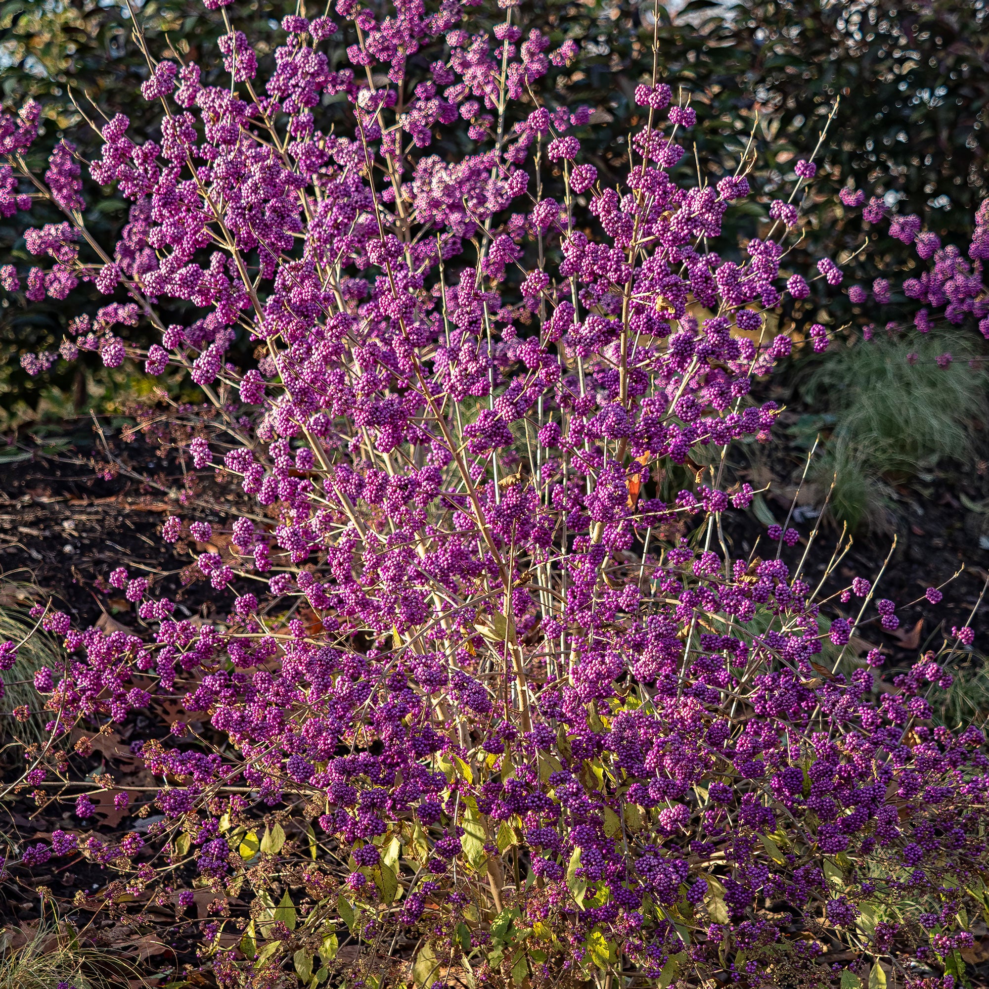 Bakker Callicarpa Profusion arbuste pot 2L baies violettes 30-40cm