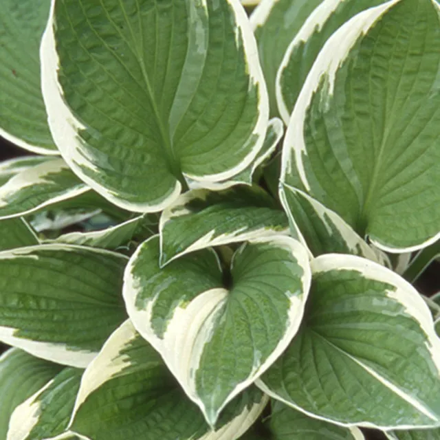 Bakker Hosta Francee plante vivace pot 8cm feuillage panaché