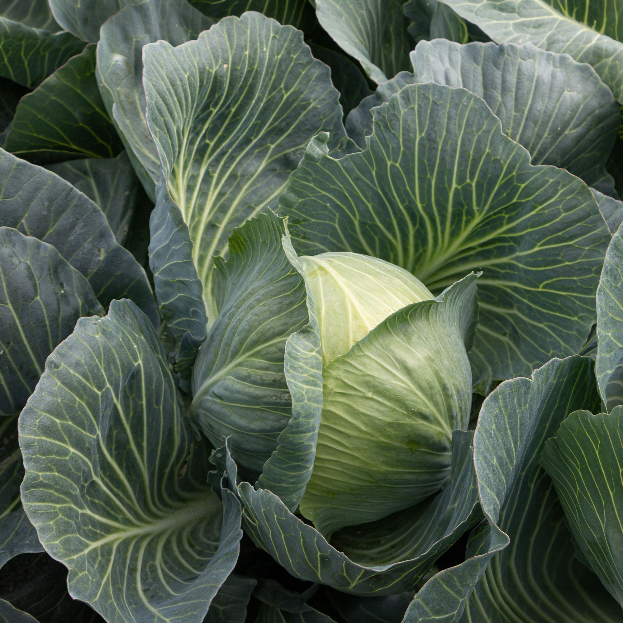 Bakker Chou cabus De Brunswick graines potager 1,2g