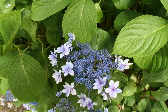 Les Hortensias du Haut Bois Etoile violette hortensia fleurs plates