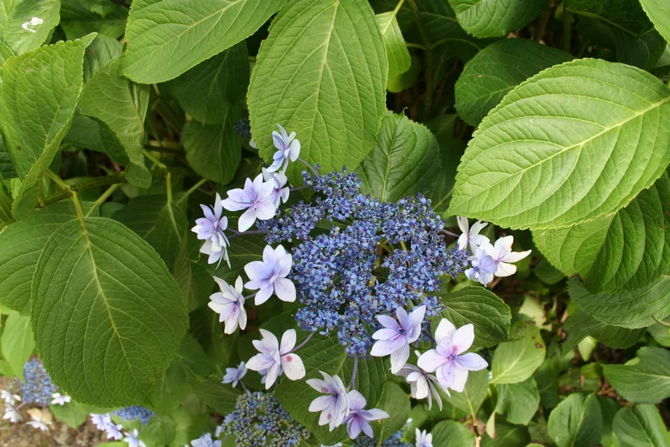Les Hortensias du Haut Bois Etoile violette hortensia fleurs plates
