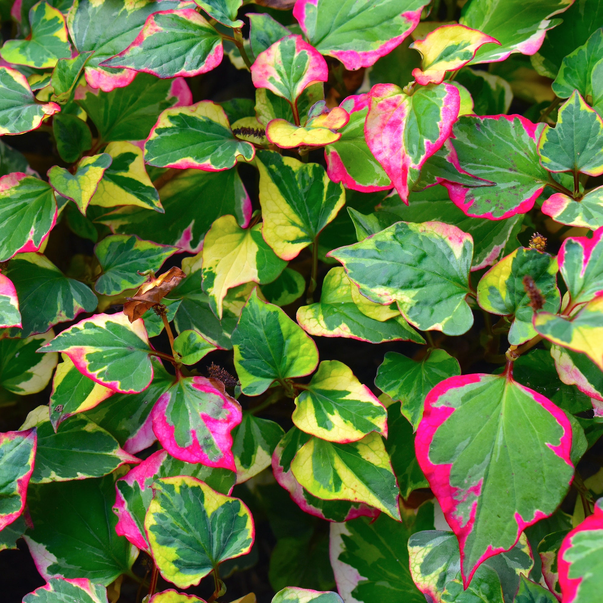 Bakker Plantes de bassin Houttuynia cordata Chameleon plante de bassin pot 9cm