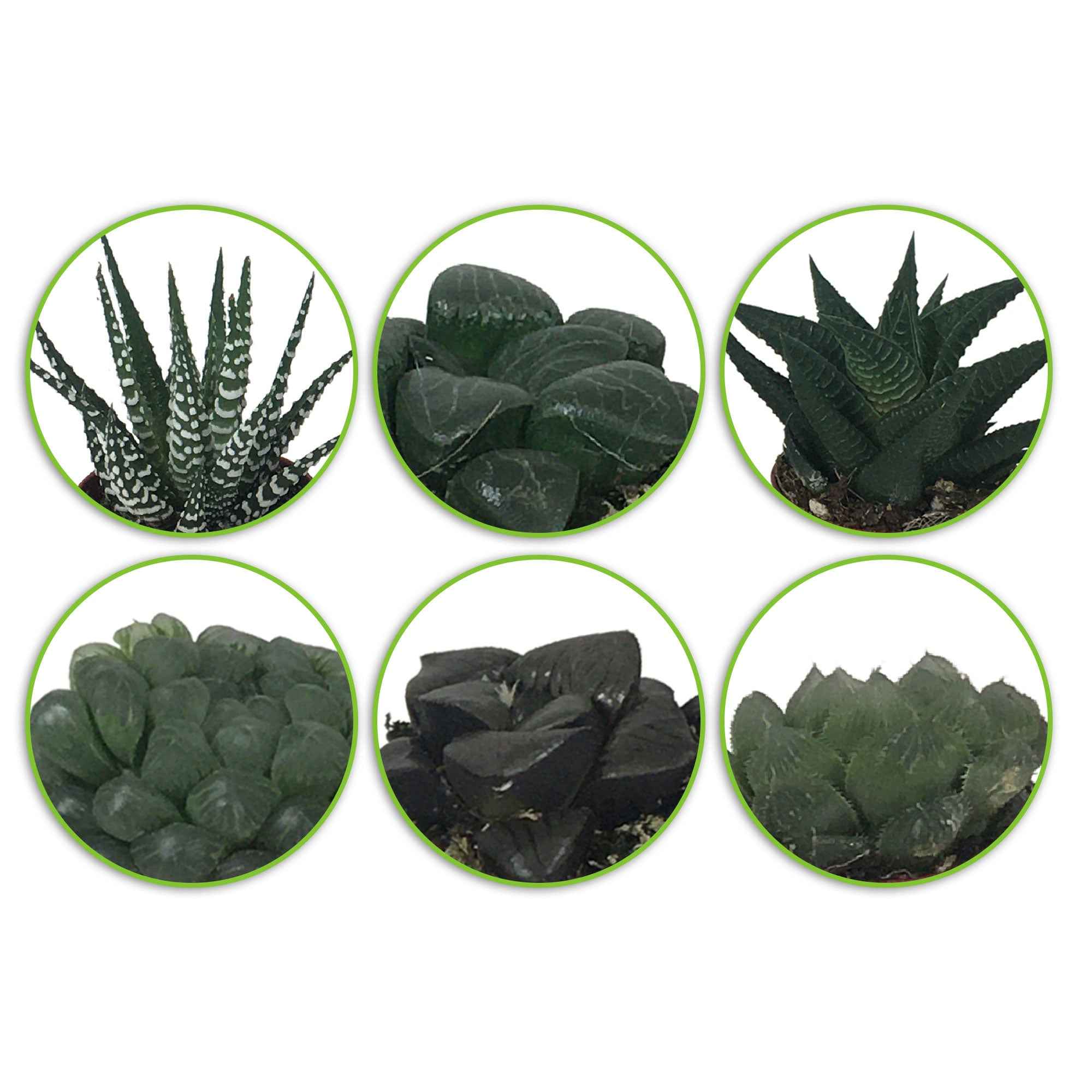 Bakker Haworthias mélange plante intérieur pot 5,5cm