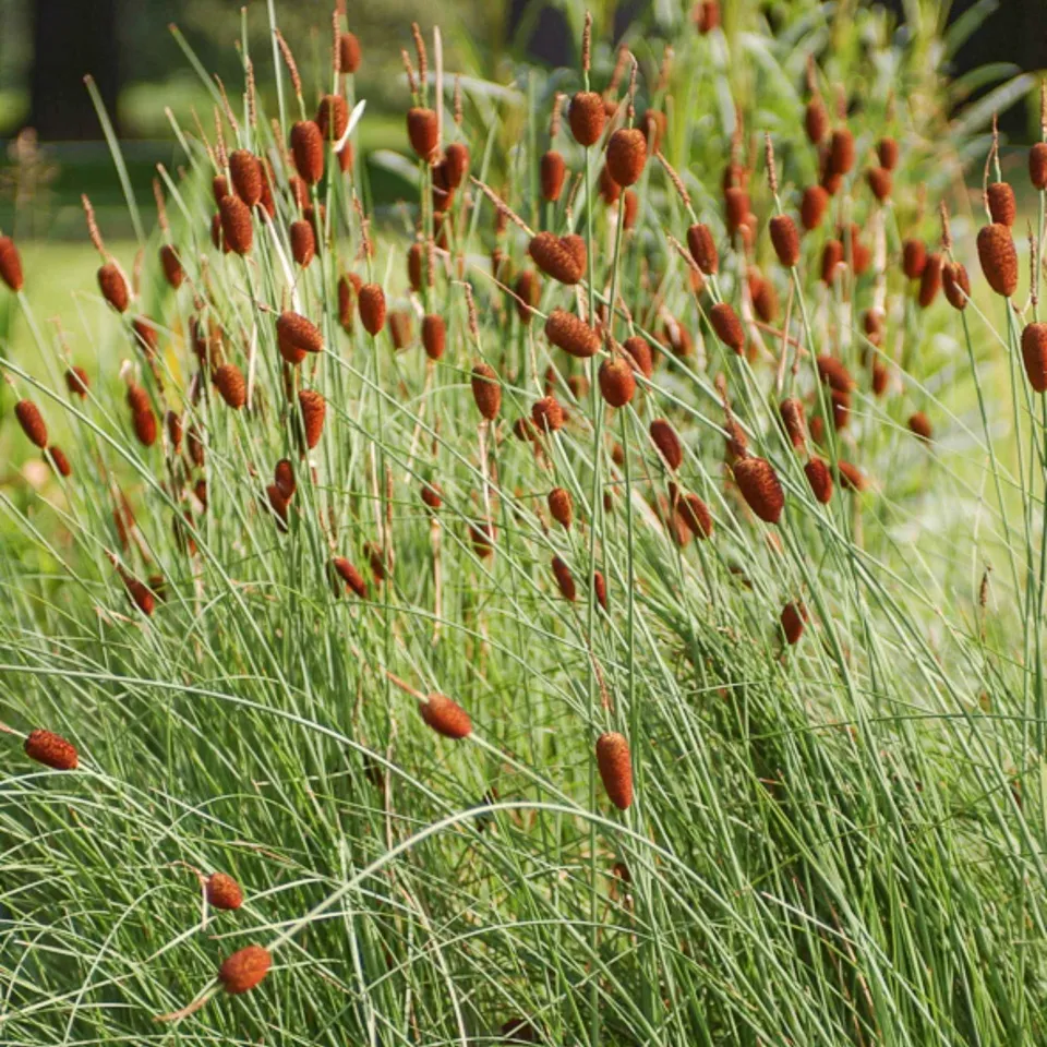 Bakker Typha minima massette naine plante bassin pot 9cm