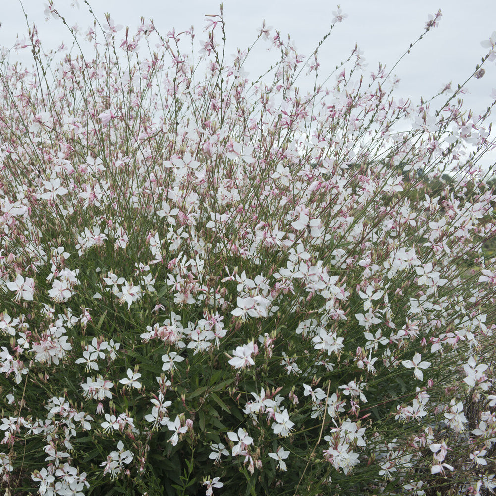 Bakker Plantes vivaces Gaura Short Form vivace pot compact rose